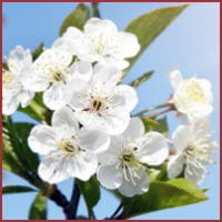 Fruehling-Hotel Fruehling-Hotel